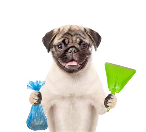 Dog poop cleaning service. Things To Know About Dog poop cleaning service. 